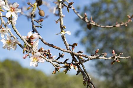 Beautiful flowers of five petals in white or pink tones, from which the fruits and their seeds will later emerged. They are the almonds of Mallorca.の写真素材