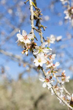 Beautiful flowers of five petals in white or pink tones, from which the fruits and their seeds will later emerged. They are the almonds of Mallorca.の写真素材