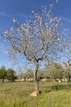 Tree with beautiful five-petalled flowers in white or pink tones, from which fruits and their seeds will emerge. They are the almonds of mallorca.の写真素材