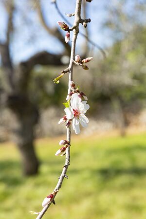 Beautiful flowers of five petals in white or pink tones, from which the fruits and their seeds will later emerged. They are the almonds of Mallorca.の写真素材