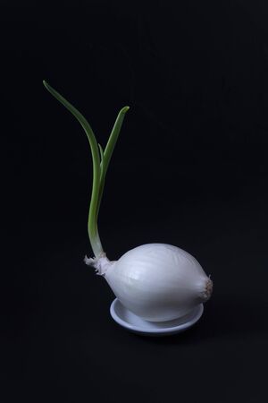 Onion with a beautiful sprout, in a small white ceramic bowl. Everything on a black backgroundの写真素材