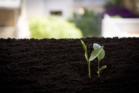 Black ground turmeric seedling - Curcuma longa.の写真素材