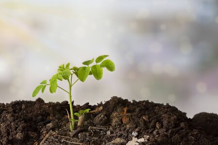 A moringa plant in the ground with a light colored background - Moringa Oleiferaの写真素材