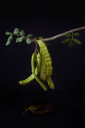 In the foreground, carob pods, hanging on a twig. All on black background. Montuiri, Mallorca, Spainの写真素材