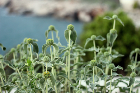 The plant Phlomis fruticosa, Jerusalem sage in spring season on the blurry sea coastの写真素材