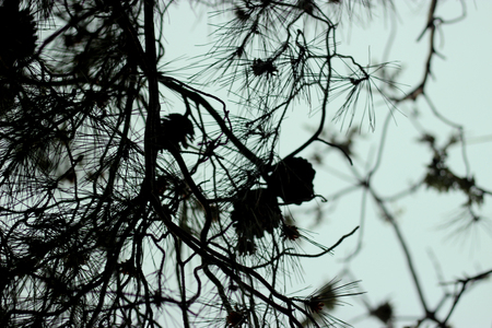 Pine tree branches, pine cones silhouetted before gray sky backdrop. Mediterranean coast region. Nobody.の写真素材