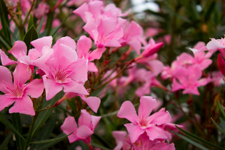 Oleander or Nerium oleander blossoming branches with pink flowers close up photography.