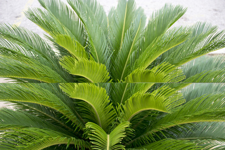Green tropical leaves texture close up background. Palm branch macrophotography.の写真素材