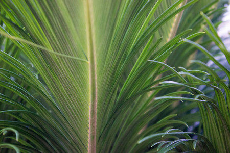 Green tropical leaves texture close up background. Palm branch macrophotography.