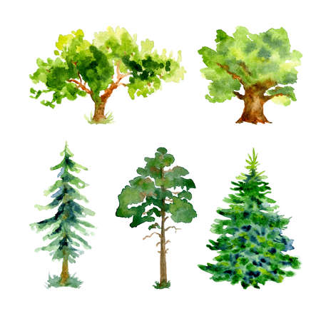Watercolor spruce trees, oak tree, pine trees with grass isolated on a white backgroundの写真素材