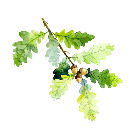 Oak Tree Branch with Green Leaf and Acorns Watercolor Illustrationの写真素材