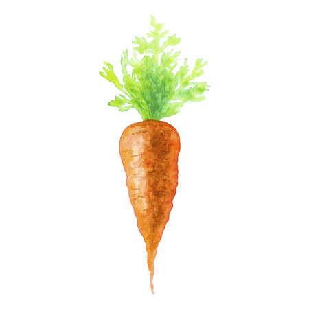 Watercolor fresh carrot with green leaves isolated on white background.の写真素材