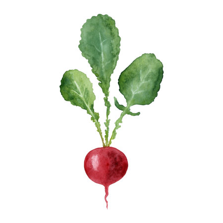 Watercolor fresh red radish with green leaves isolated on white background.