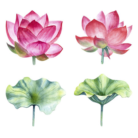 Watercolor lotus flowers and leaves set. Hand drawn illustration isolated on white background.の写真素材