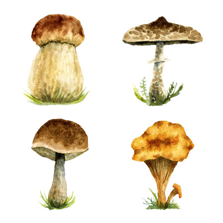 Watercolor set of mushrooms isolated on a white backgroundの写真素材