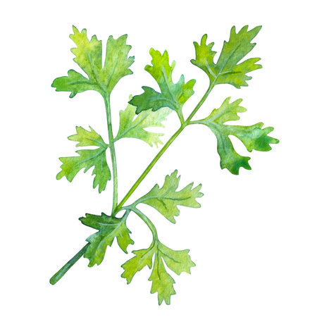 Watercolor illustration of parsley leaves on a white background.の写真素材