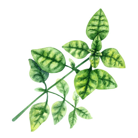 Watercolor illustration of fresh basil sprig isolated on a white background.の写真素材