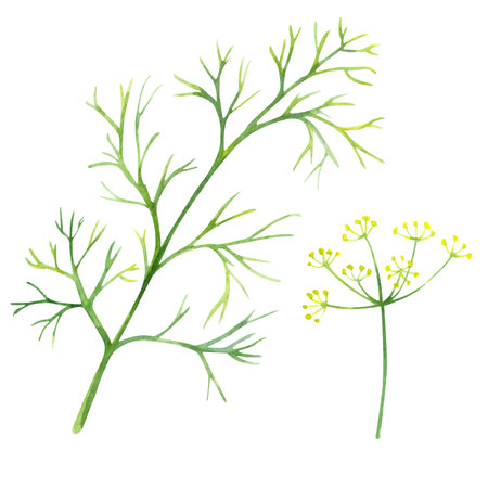 Watercolor green dill isolated on a white background.の写真素材