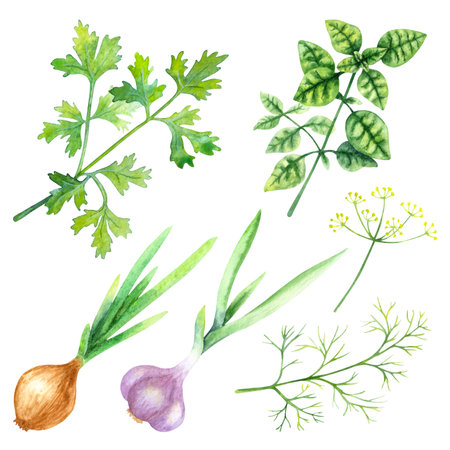 Watercolor set of greenery: onion, garlic, parsley, dill, basil isolated on a white background.の写真素材