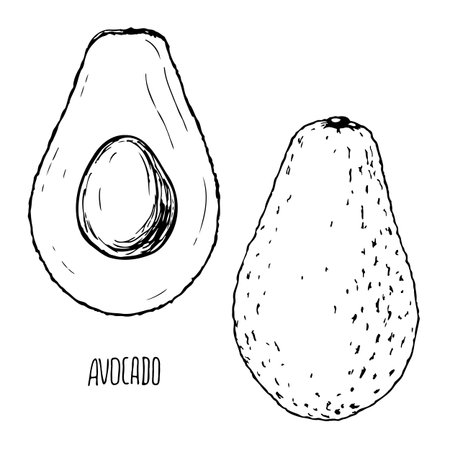 Avocado black outline vector set isolated on a white background.のイラスト素材