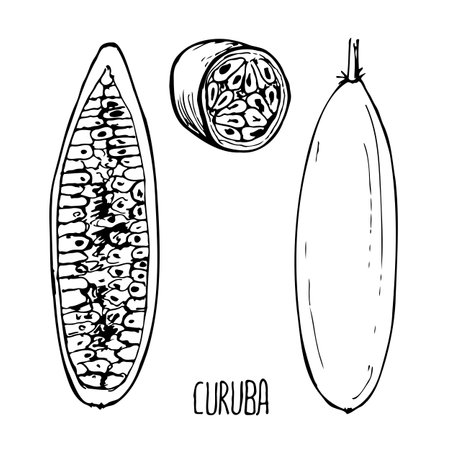 Curuba black and white vector set isolated on a white background.のイラスト素材
