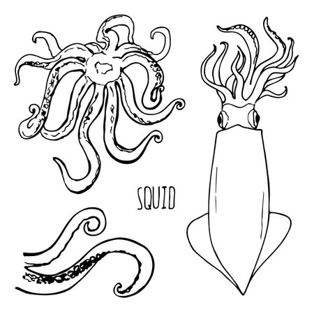 Squid black and white vector set isolated on a white background.のイラスト素材