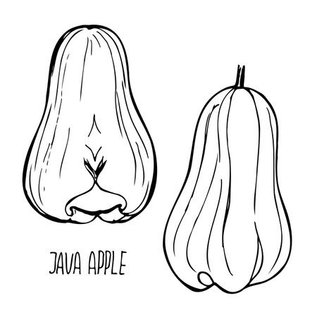 Java apple black and white vector set isolated on a white background.のイラスト素材