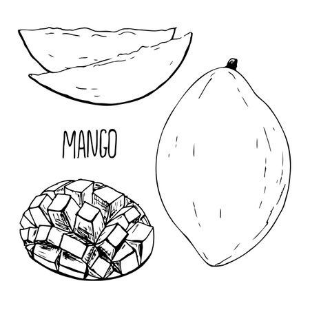 Mango fruit black and white vector set isolated on a white background.のイラスト素材