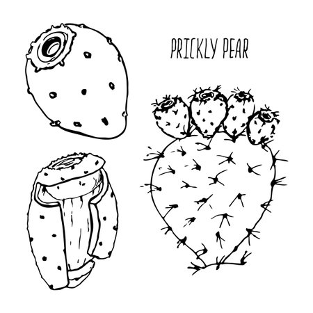 Prickly pear fruit black and white vector set isolated on a white background.のイラスト素材