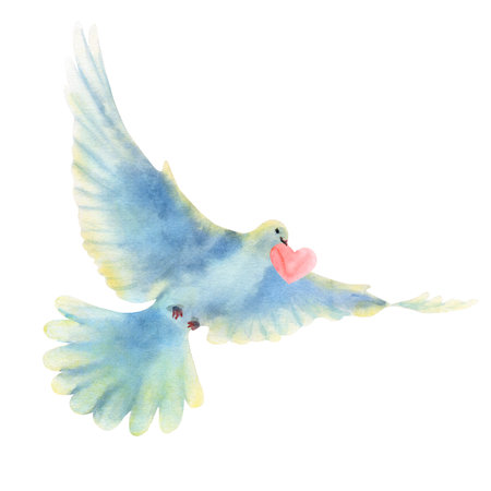 Hand drawn watercolor illustration of a flying dove with heart.の写真素材
