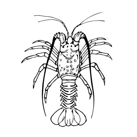Spiny lobster black and white vector illustration isolated on a white background.のイラスト素材