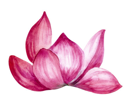 Watercolor hand drawn illustration of lotus flower isolated on a white background.の写真素材