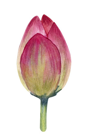 Watercolor illustration of lotus bud isolated on a white background.の写真素材