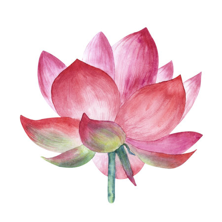 Watercolor illustration of lotus flower isolated on a white background.の写真素材