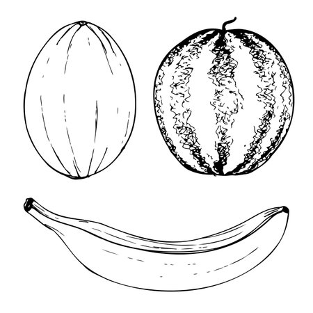 Tropical fruit black and white vector set isolated on a white background.のイラスト素材