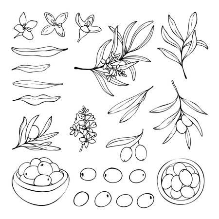 Olive vector set isolated on a white background.のイラスト素材