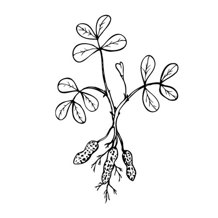 Hand drawn vector line illustration of peanut plant.のイラスト素材