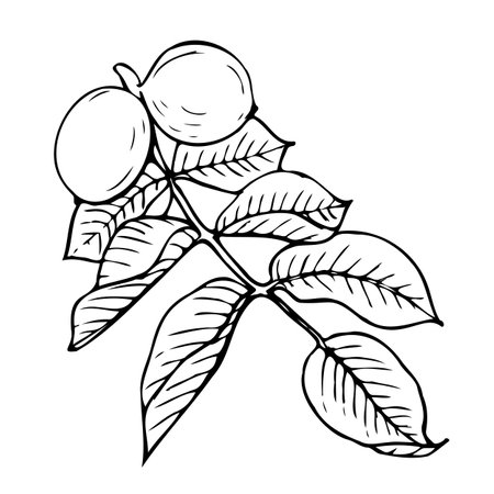 Hand drawn vector line botanical illustration of walnuts.のイラスト素材
