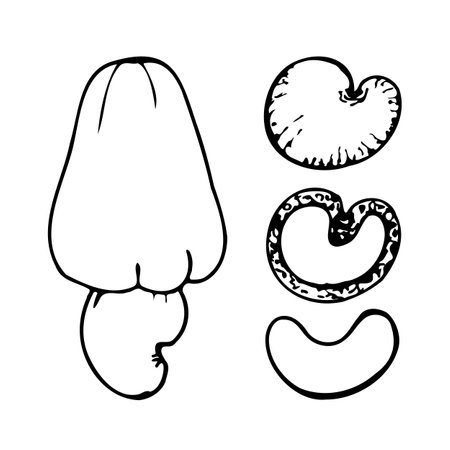 Hand drawn vector line set of cashew.のイラスト素材