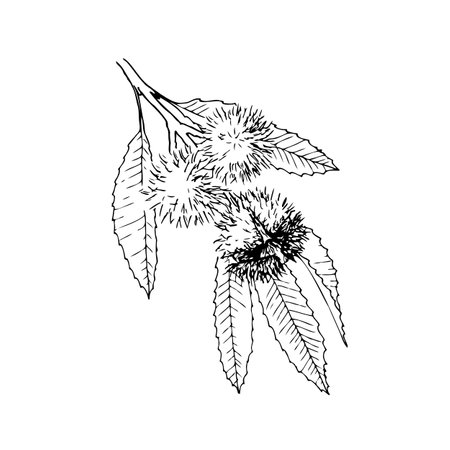 Hand drawn vector line botanical illustration of edible chestnut for frying.のイラスト素材