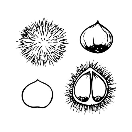 Hand drawn line illustration of edible chestnut for frying.のイラスト素材