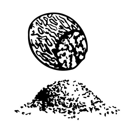 Hand drawn vector line peeled nutmeg.のイラスト素材