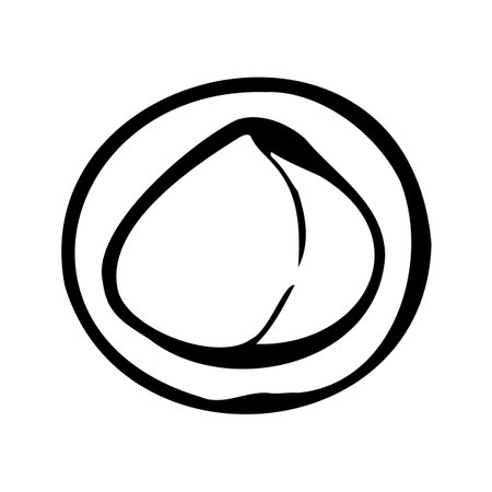 Hand drawn vector line illustration of macadamia in half.のイラスト素材