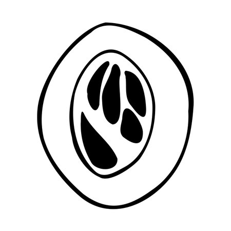 Hand drawn vector line illustration of half of nutmeg with peel isolated on a white background.のイラスト素材