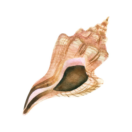 Watercolor seashell illustration isolated on a white background.の写真素材