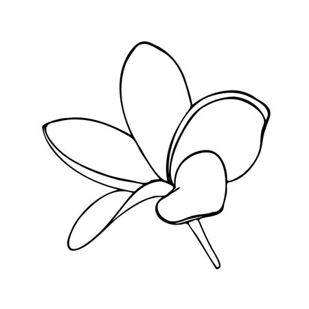 Vector Plumeria tropical flower in line art style isolated on a white background.のイラスト素材
