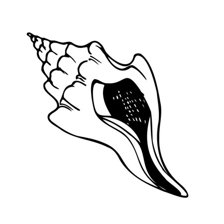 Hand drawn vector seashell illustration in line art style isolated on a white background.のイラスト素材
