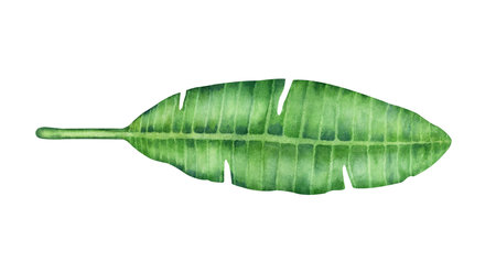 Watercolor banana palm leaf isolated on a white background.の写真素材