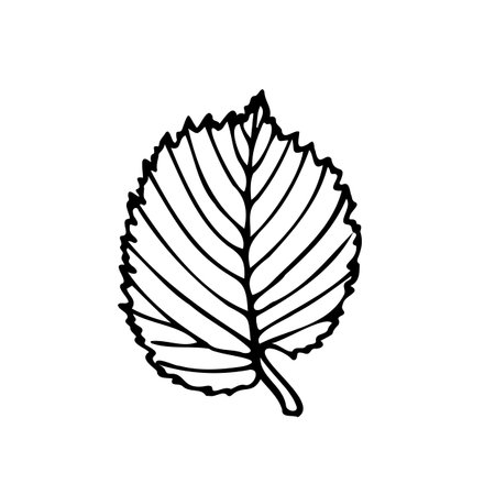 Hand drawn vector illustration of elm leaf in line art style isolated on a white background.のイラスト素材