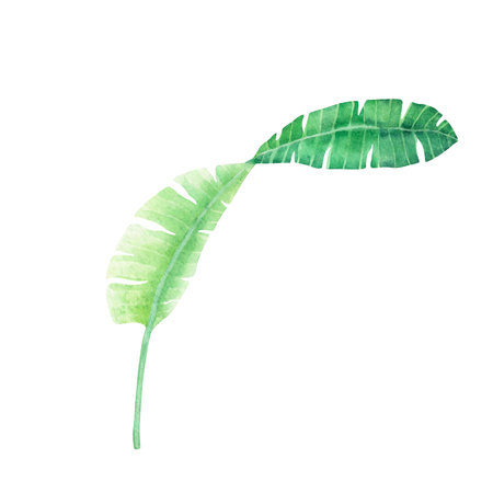 Hand drawn watercolor illustration of banana palm leaf isolated on a white background.の写真素材